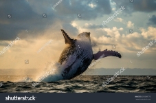 whale
